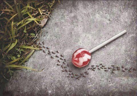 Schlaue Ameisen